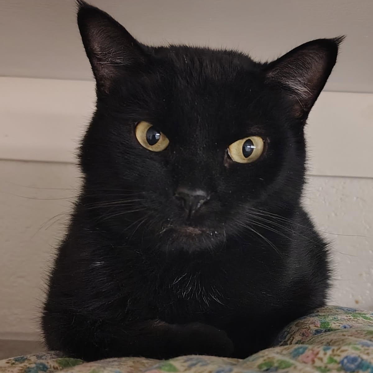 Midnight, ADOPTABLE, Adult Female Tabby.