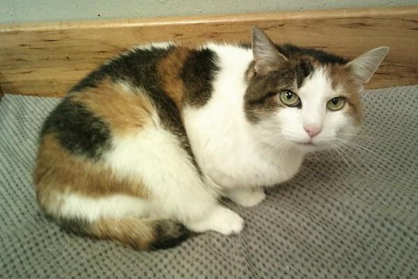 Asa, ADOPTABLE, Adult Female Domestic Medium Hair.