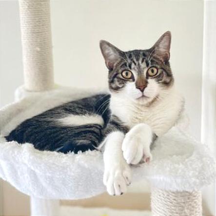 Apollo, Adoptable, Adult Male Domestic Short Hair.