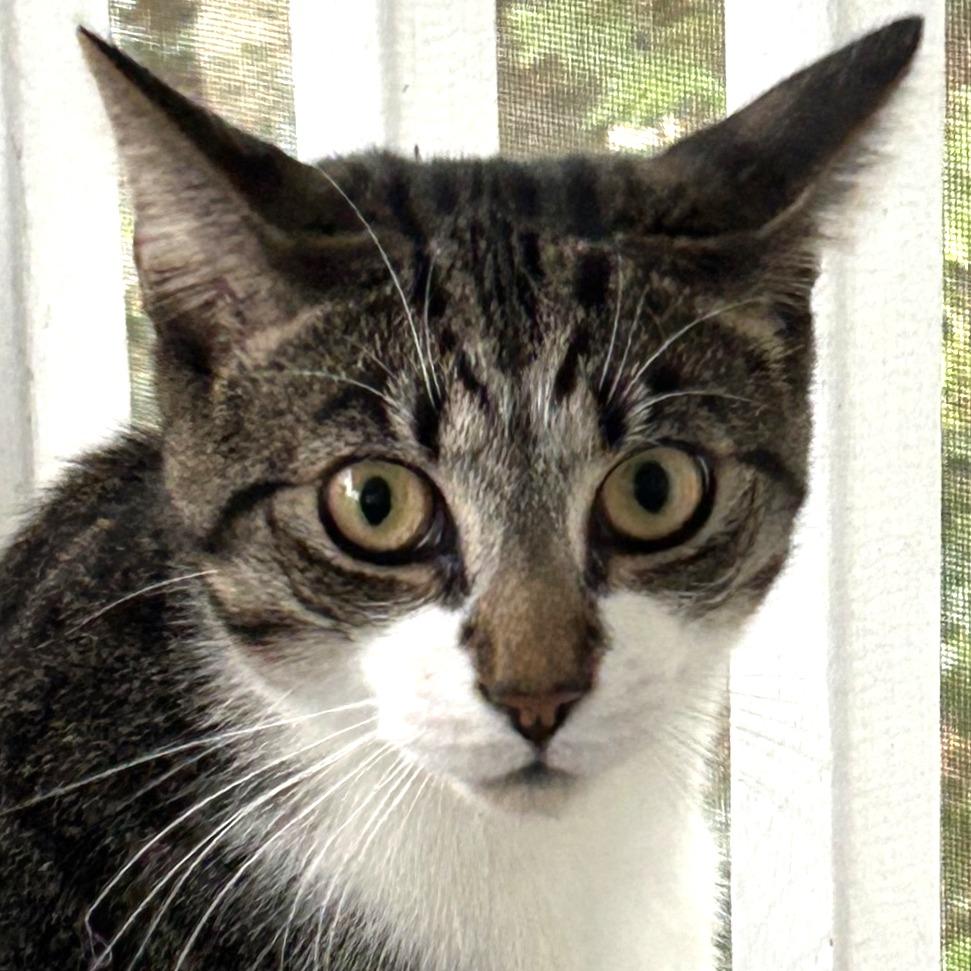 Apollo, a Adoptable Domestic Short Hair in Chapel Hill, NC image 2/6