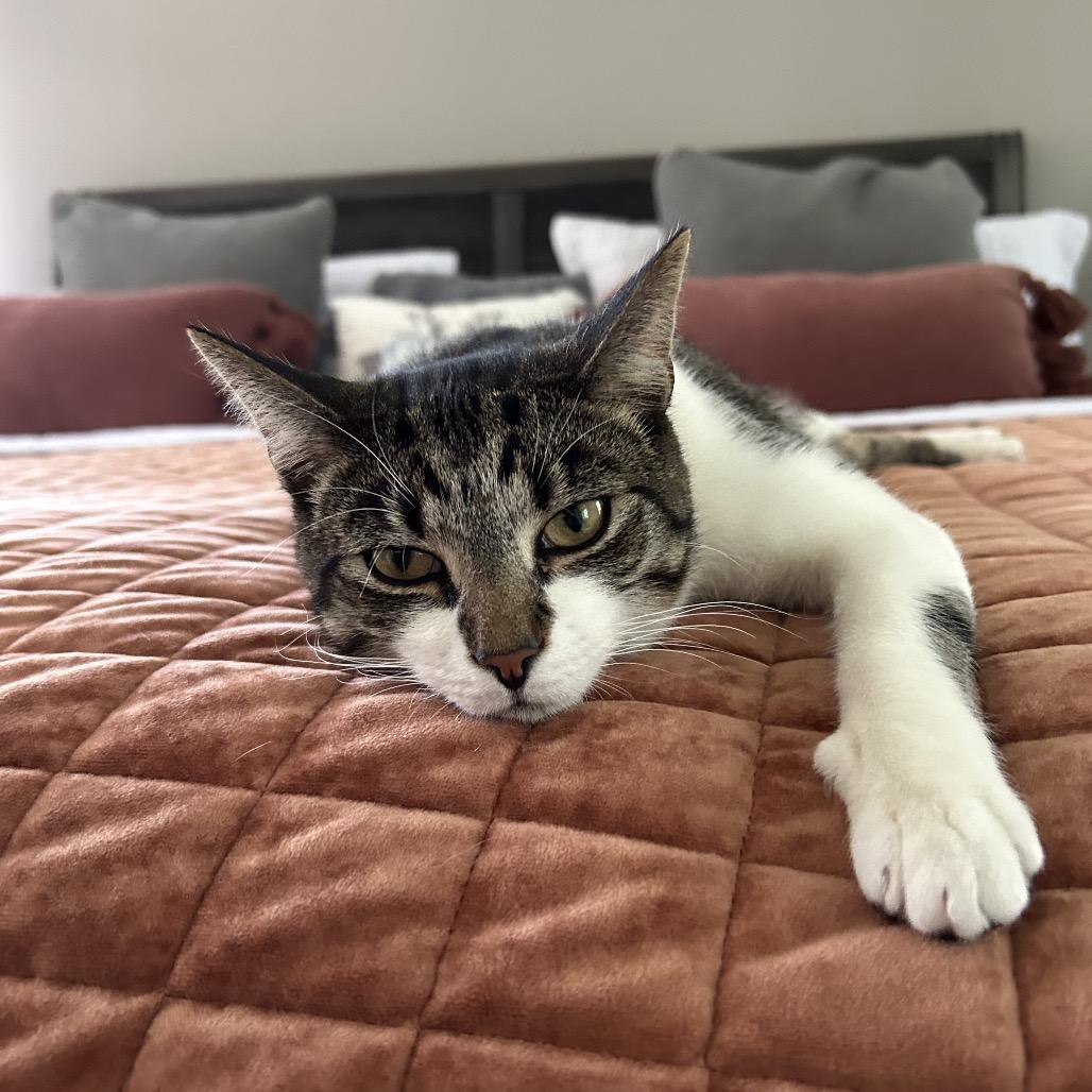 Apollo, Adoptable, Adult Male Domestic Short Hair.