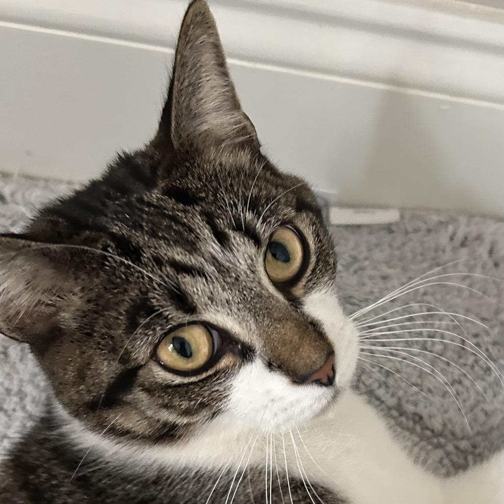 Enlarge Apollo, a Adoptable Domestic Short Hair in Chapel Hill, NC image 2/6