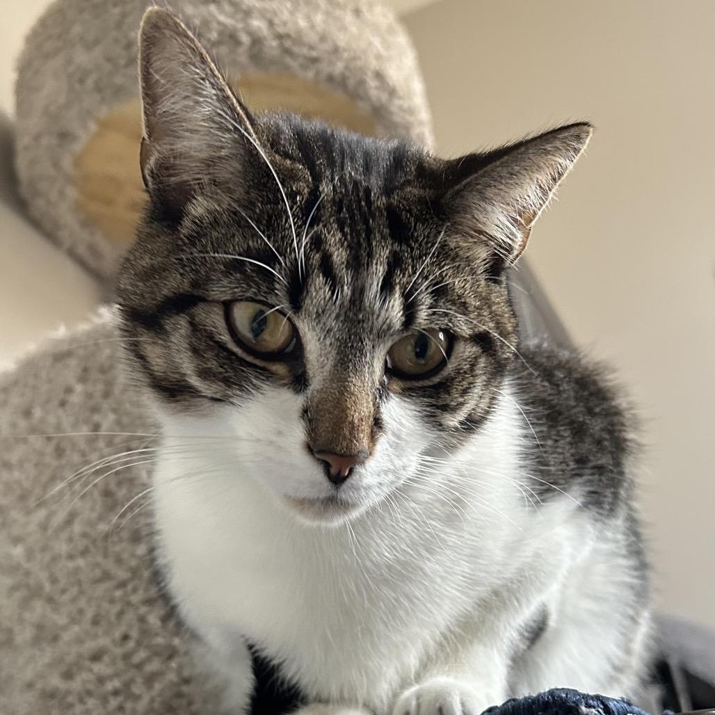 Enlarge Apollo, a Adoptable Domestic Short Hair in Chapel Hill, NC image 3/6