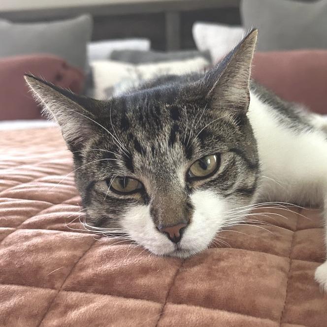 Apollo, a Adoptable Domestic Short Hair in Chapel Hill, NC image 3/6