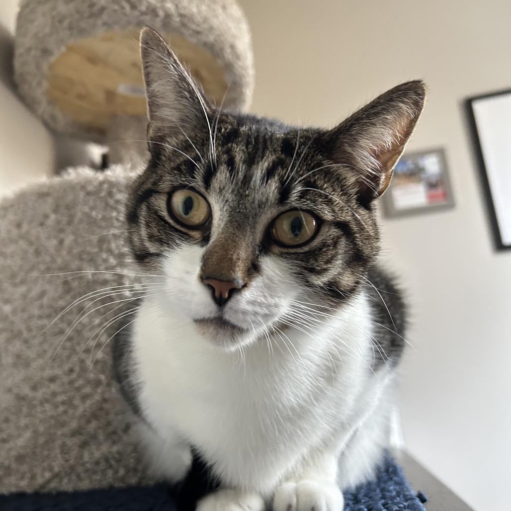 Enlarge Apollo, a Adoptable Domestic Short Hair in Chapel Hill, NC image 4/6