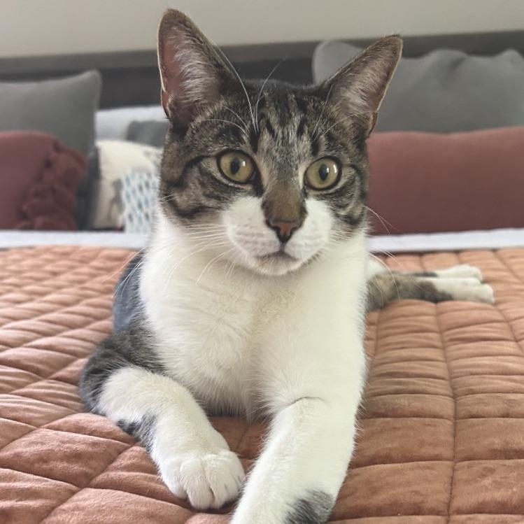 Apollo, a Adoptable Domestic Short Hair in Chapel Hill, NC image 4/6