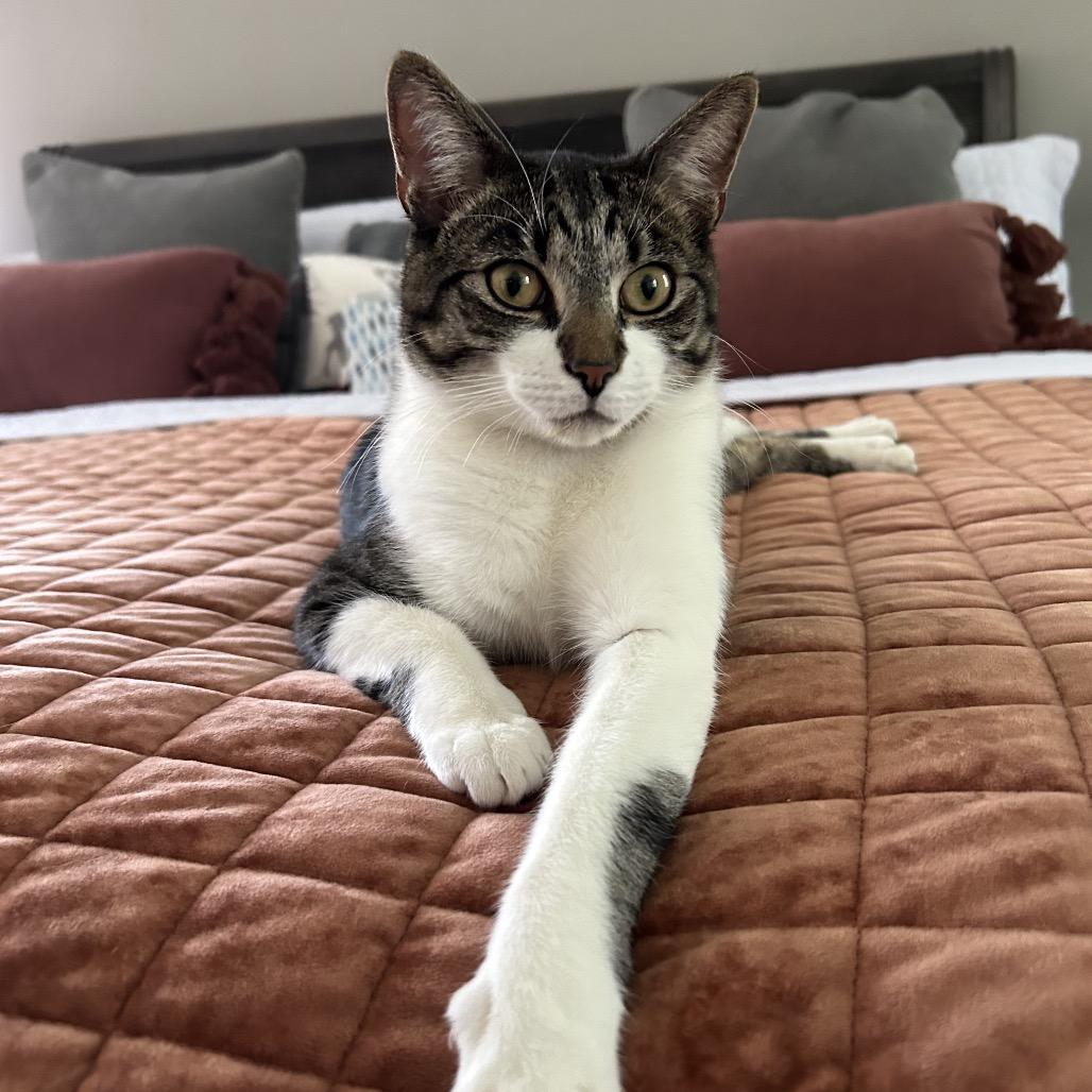 Enlarge Apollo, a Adoptable Domestic Short Hair in Chapel Hill, NC image 5/6