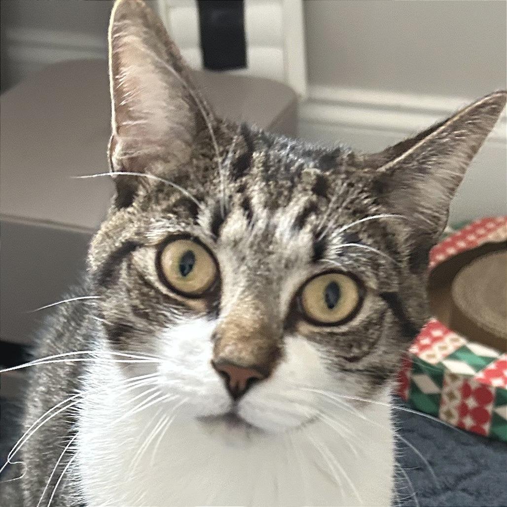 Apollo, a Adoptable Domestic Short Hair in Chapel Hill, NC image 5/6