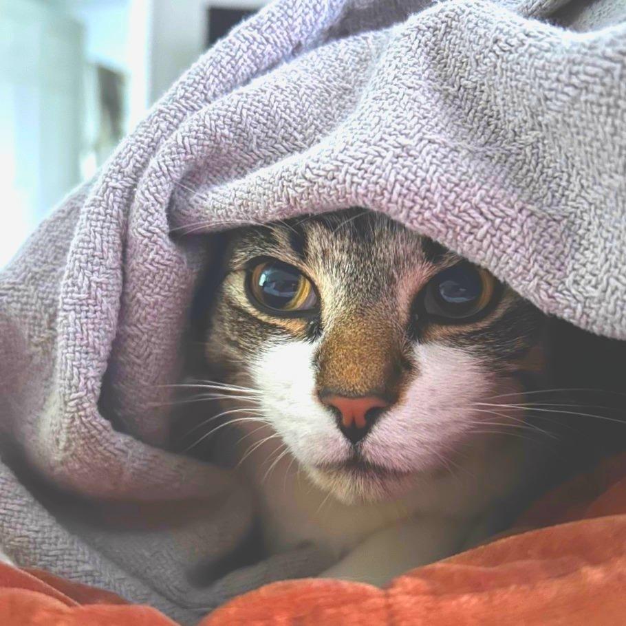 Apollo, a Adoptable Domestic Short Hair in Chapel Hill, NC image 6/6