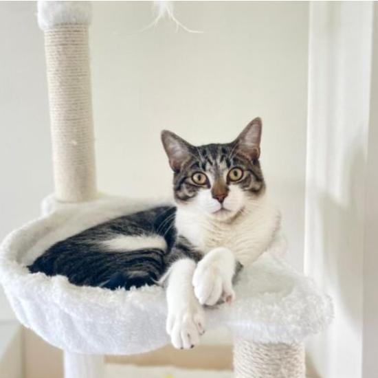 Enlarge Apollo, a Adoptable Domestic Short Hair in Chapel Hill, NC image 6/6