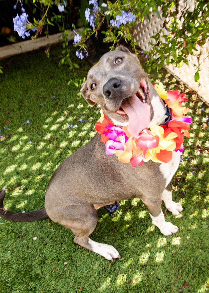 Enlarge Aspen, a Adoptable American Staffordshire Terrier in santa monica, CA image 2/6