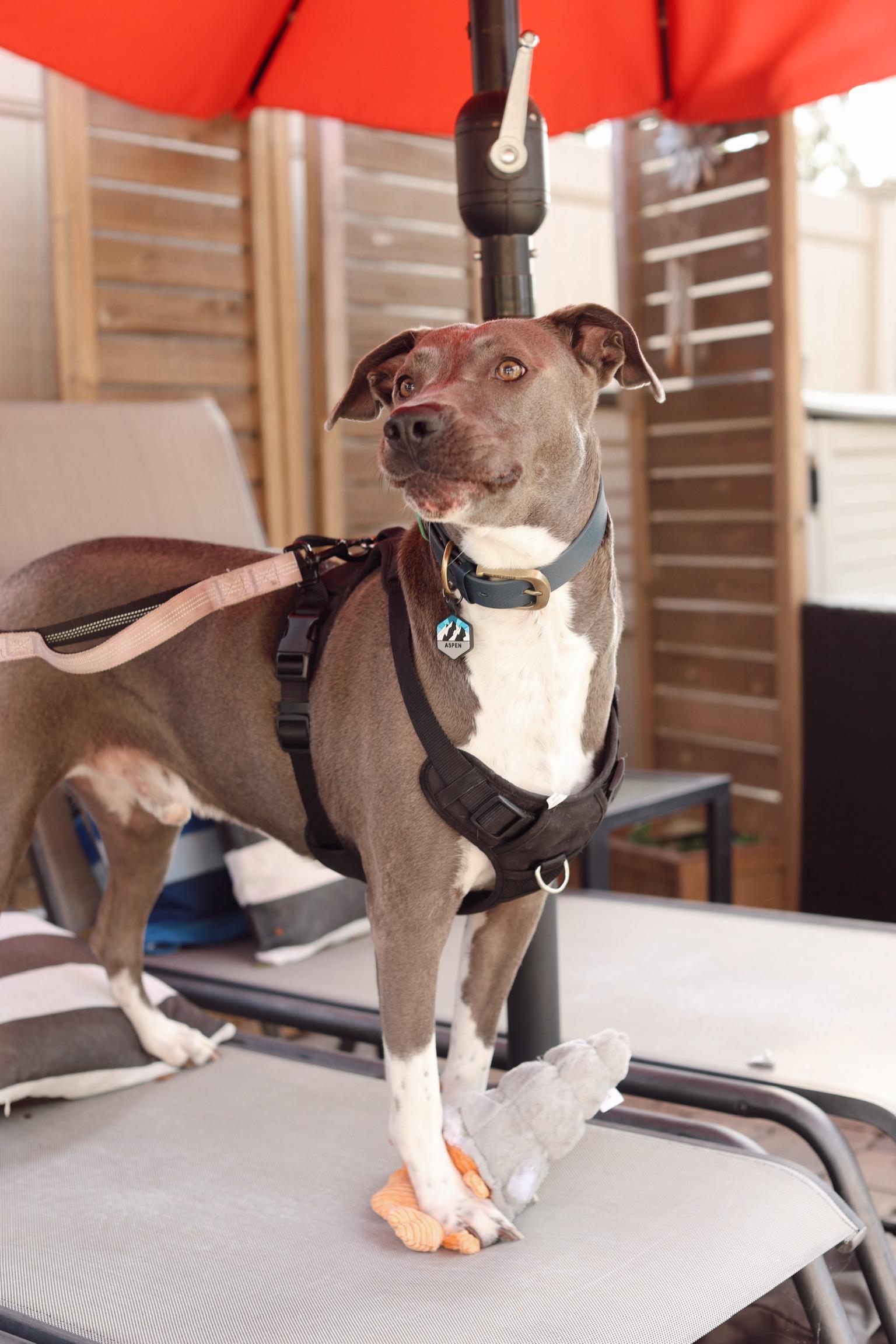 Enlarge Aspen, a Adoptable American Staffordshire Terrier in santa monica, CA image 5/6