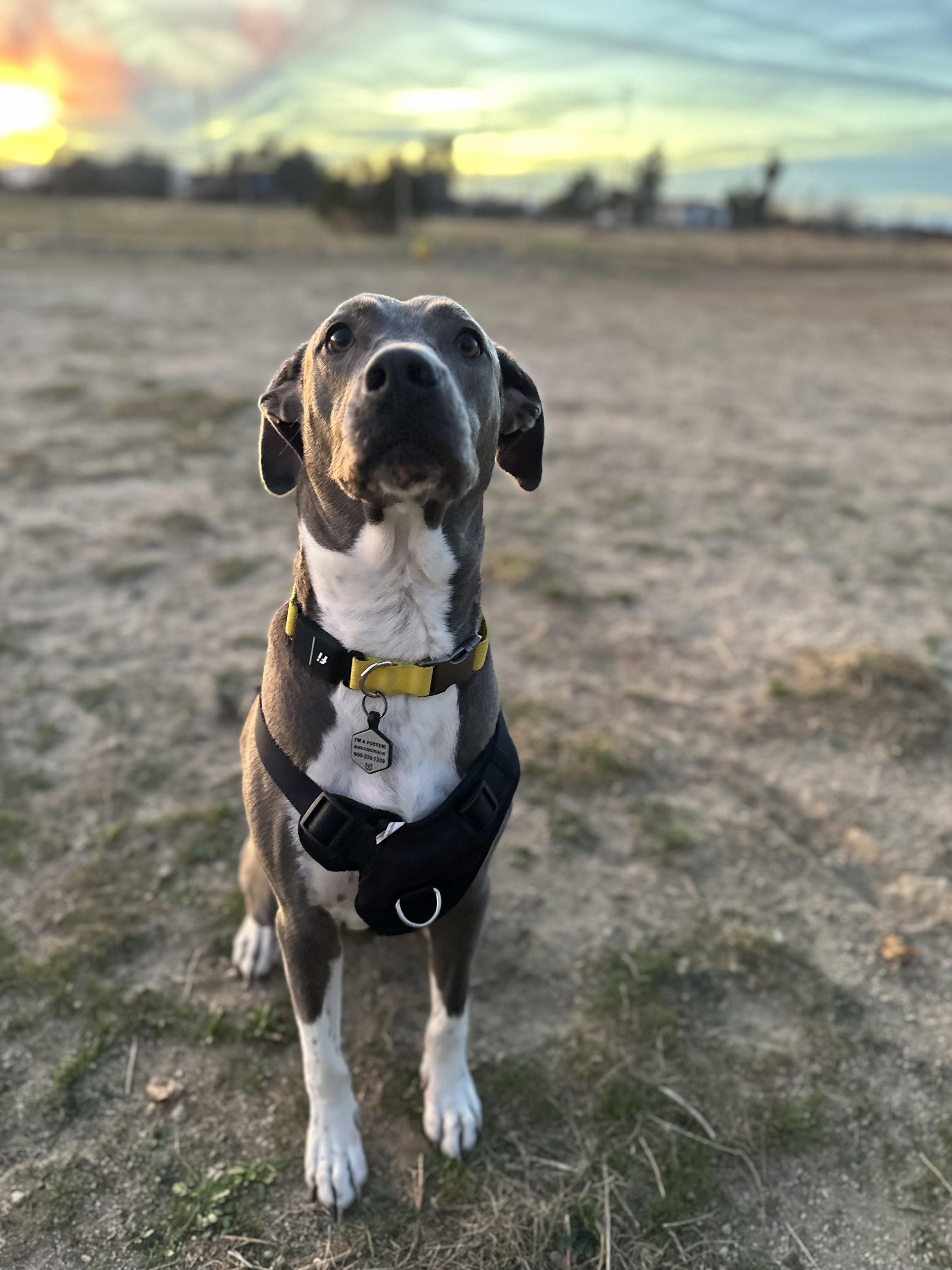 Enlarge Aspen, a Adoptable American Staffordshire Terrier in santa monica, CA image 6/6