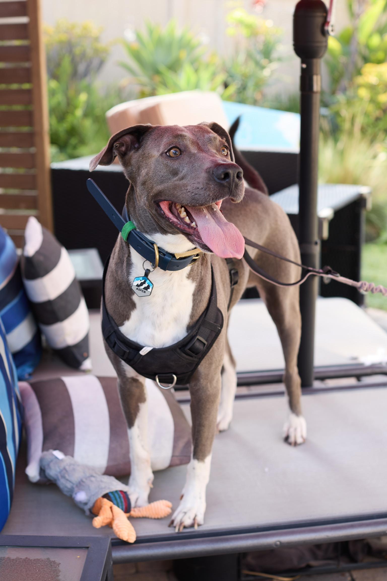 Aspen, Adoptable, Young Male American Staffordshire Terrier.