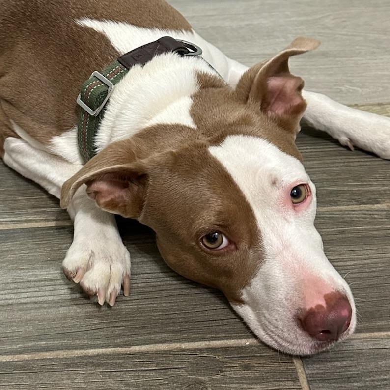 Nicole Kidman DS, Adoptable, Adult Female Staffordshire Bull Terrier.