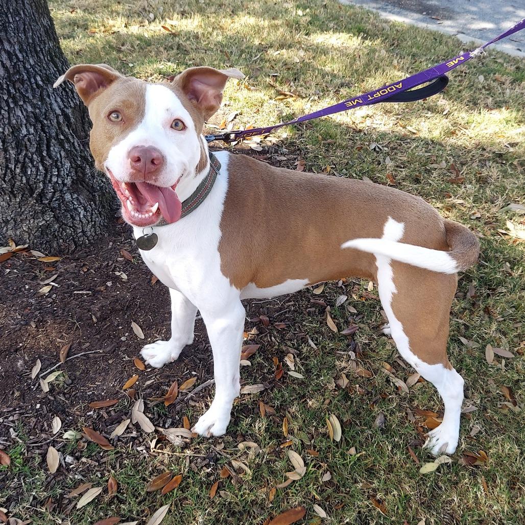 Nicole Kidman DS, a Adoptable Staffordshire Bull Terrier in Austin, TX image 2/6