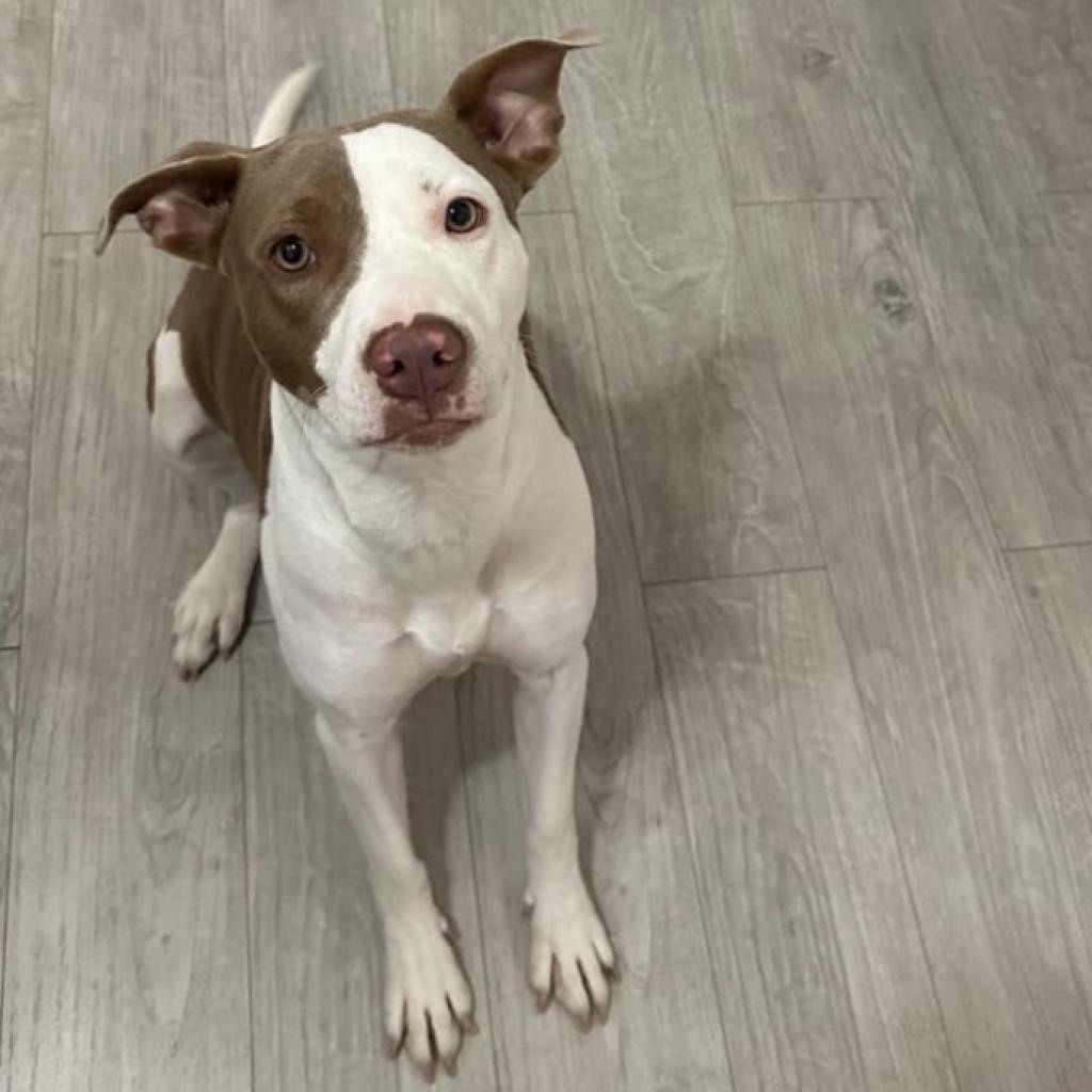 Nicole Kidman DS, a Adoptable Staffordshire Bull Terrier in Austin, TX image 3/6