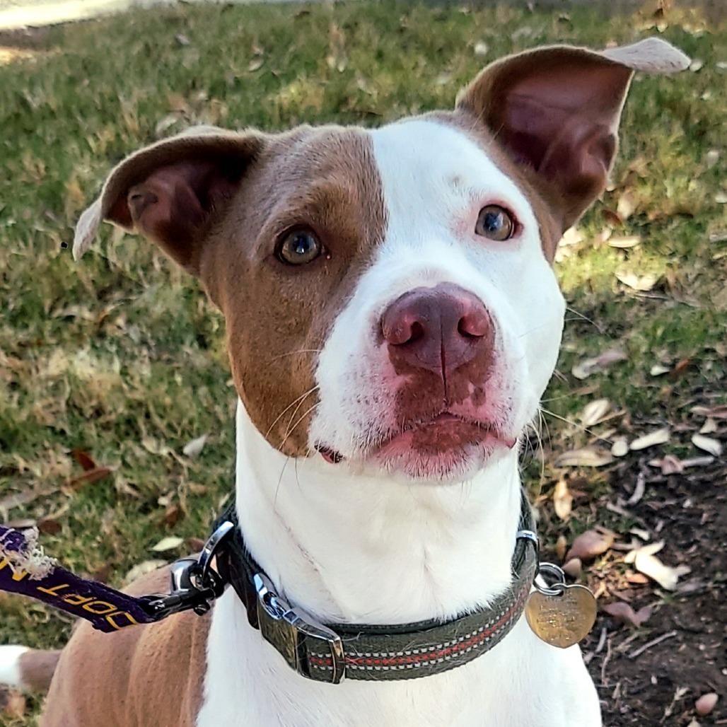 Nicole Kidman DS, a Adoptable Staffordshire Bull Terrier in Austin, TX image 4/6