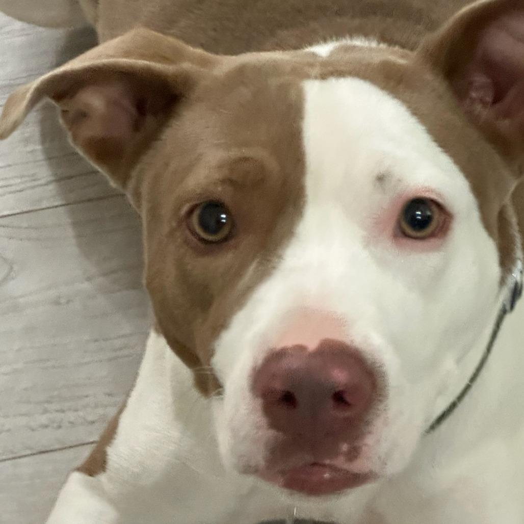 Nicole Kidman DS, a Adoptable Staffordshire Bull Terrier in Austin, TX image 5/6