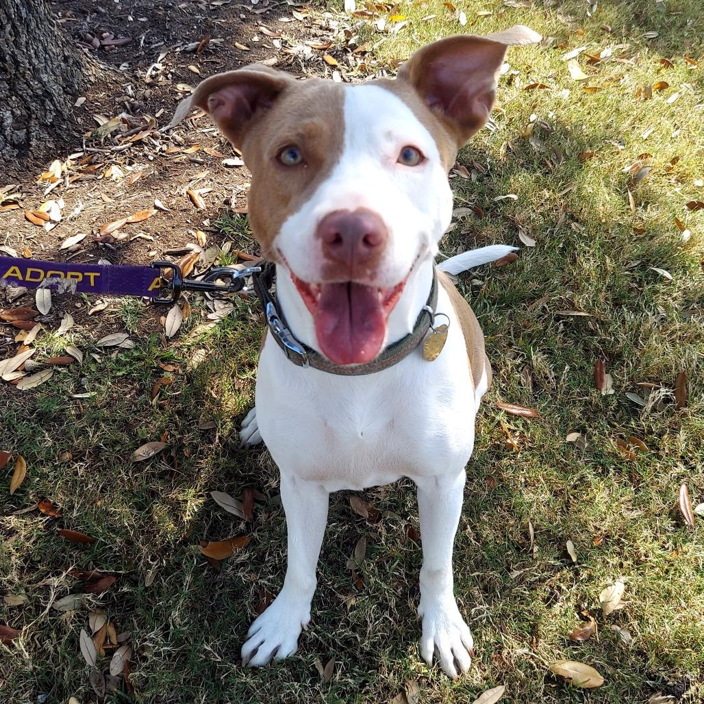 Nicole Kidman DS, a Adoptable Staffordshire Bull Terrier in Austin, TX image 6/6