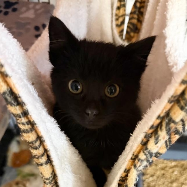 Cathy, ADOPTABLE, Kitten Female Domestic Short Hair.