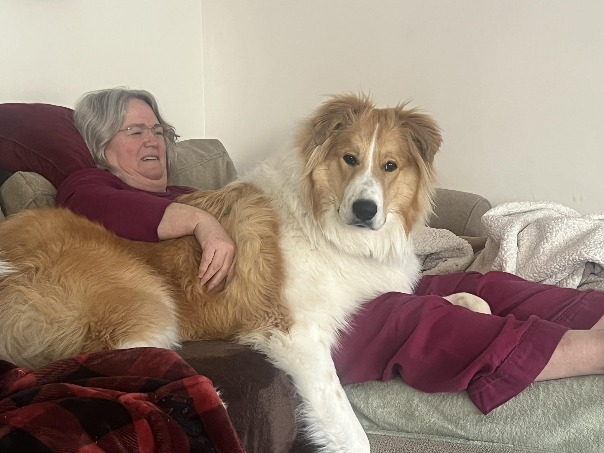 Enlarge Buddy, a ADOPTABLE mixed breed in Seymour, IN image 3/3