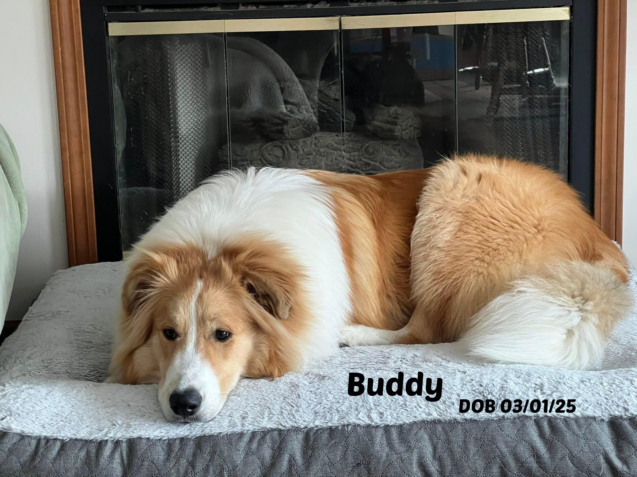 Enlarge Buddy, a ADOPTABLE mixed breed in Seymour, IN image 1/3