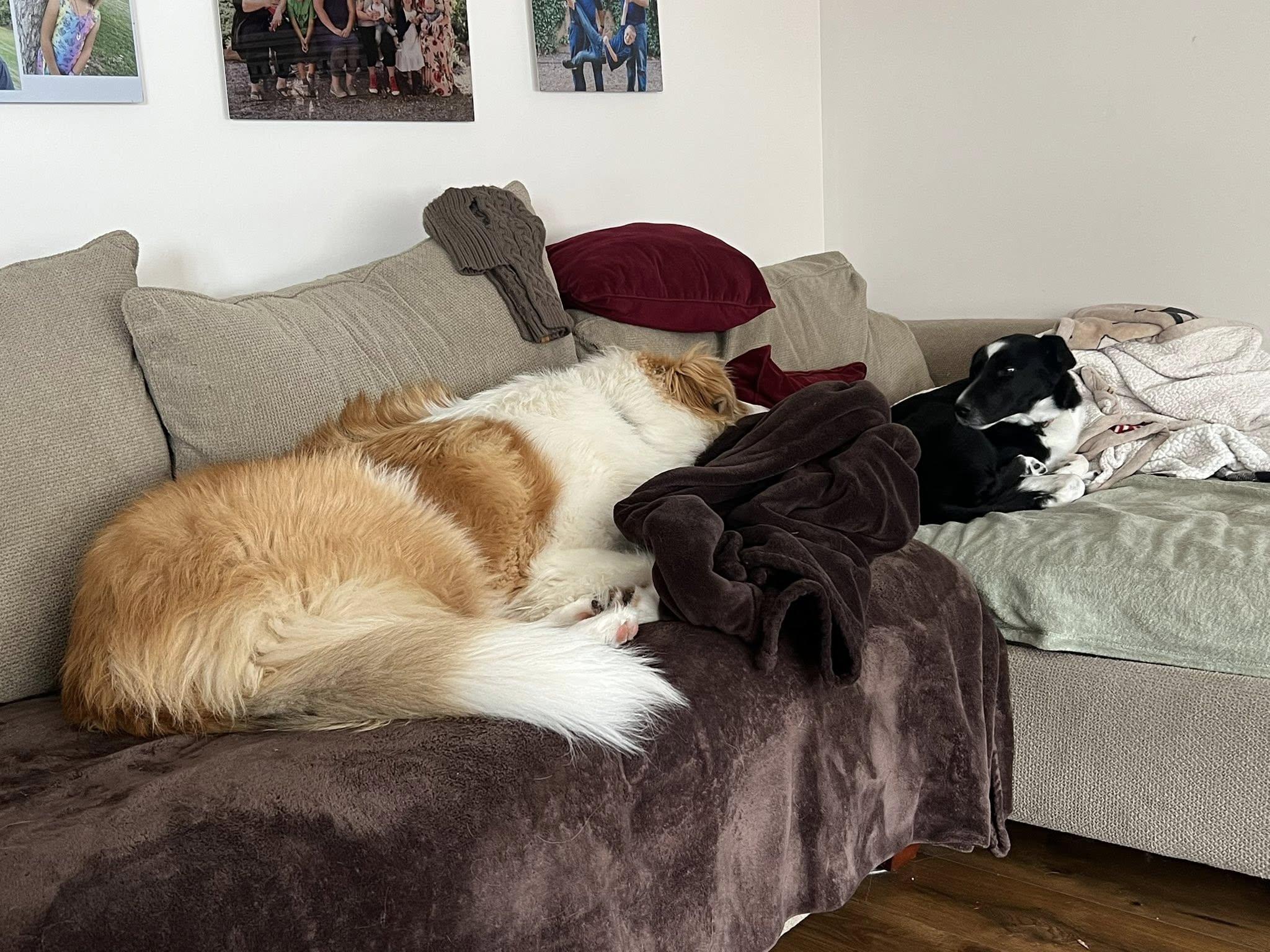 Enlarge Buddy, a ADOPTABLE mixed breed in Seymour, IN image 2/3