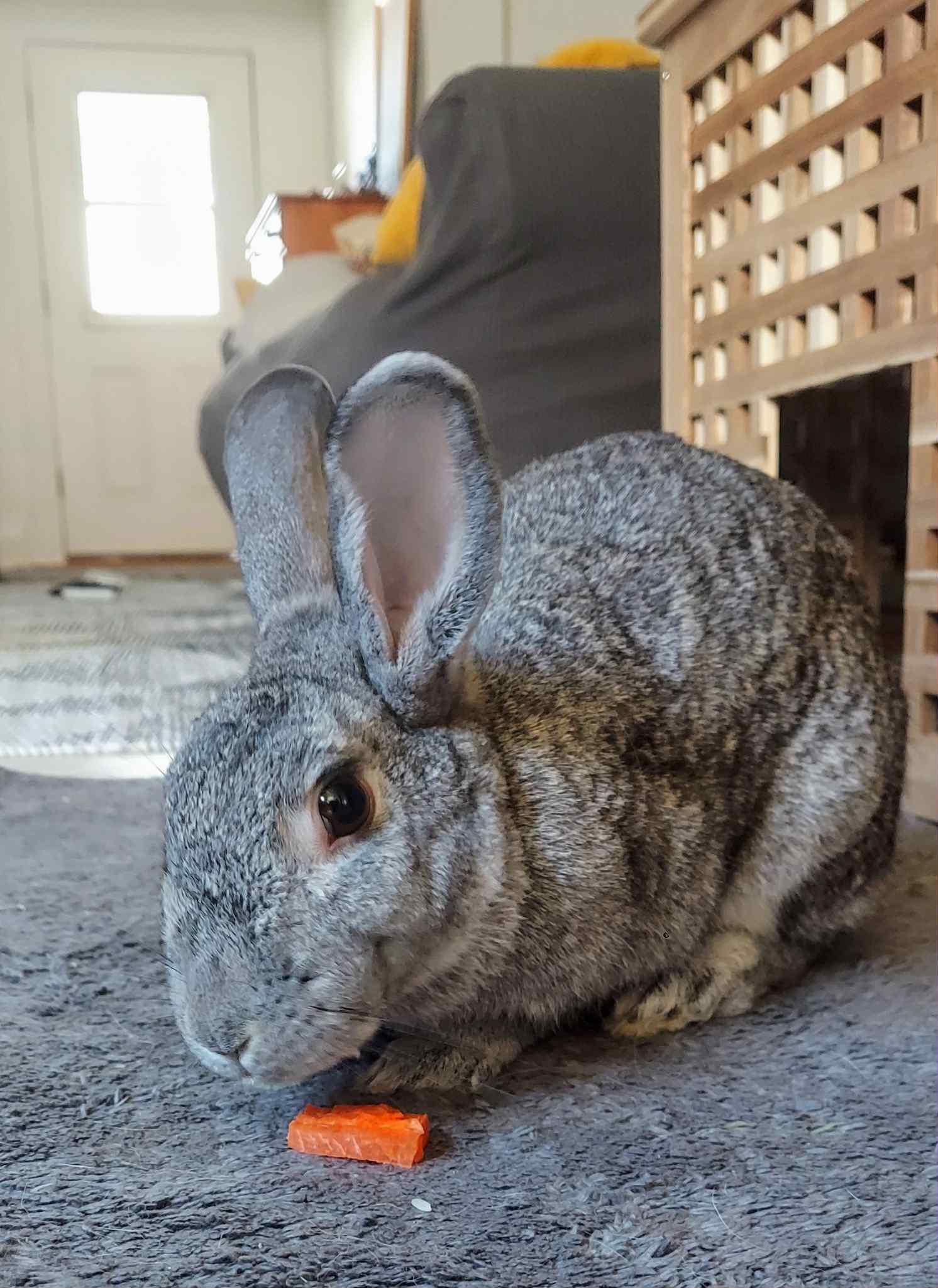 Pepper, Adopted, Adult Female Chinchilla.