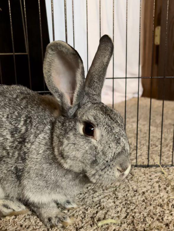 Pepper, a Adopted Chinchilla in Milwaukie, OR image 2/3