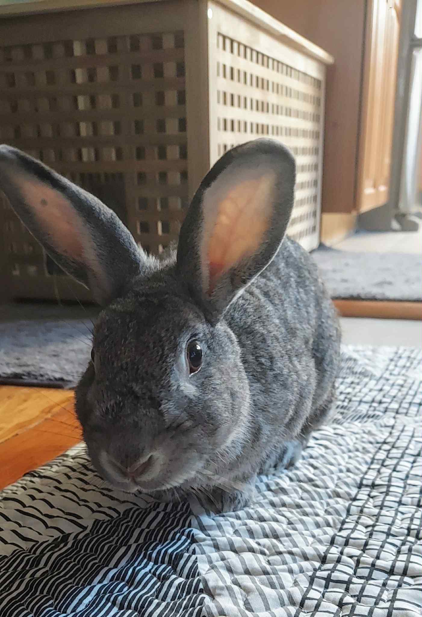 Pepper, a Adopted Chinchilla in Milwaukie, OR image 3/3