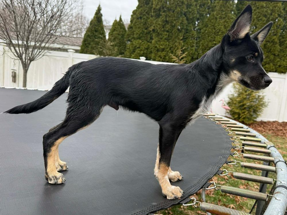 Miles, Adoptable, Puppy Male Mixed Breed.