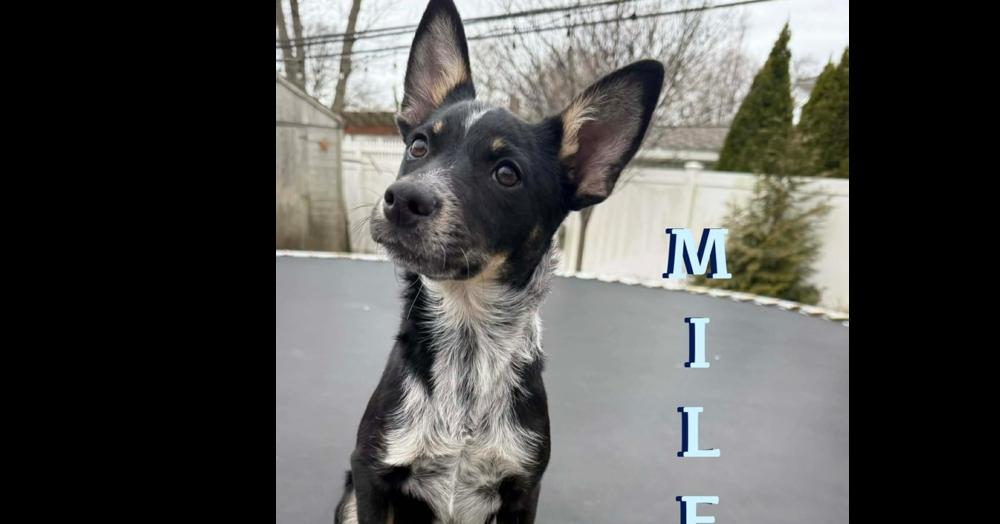 Enlarge Miles, a Adoptable mixed breed in Valley Stream, NY image 3/5