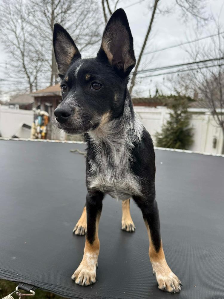 Enlarge Miles, a Adoptable mixed breed in Valley Stream, NY image 4/5