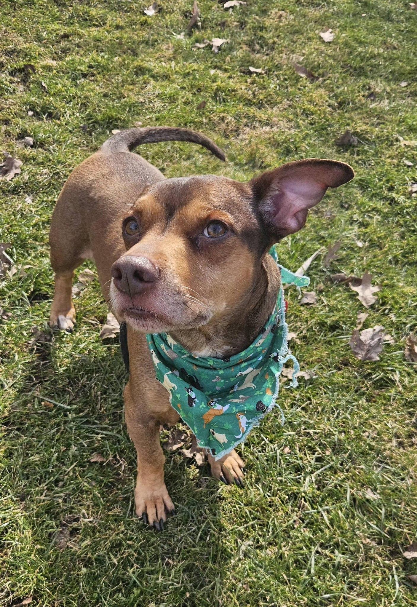 Enlarge Jimmy, an adopted mixed breed in New Castle, PA image 3/6
