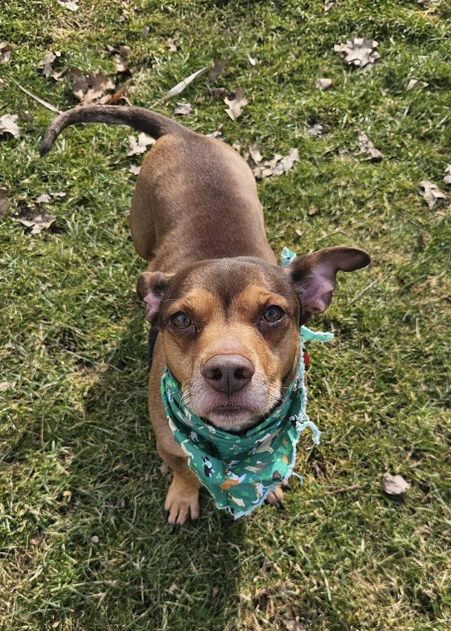 Enlarge Jimmy, an adopted mixed breed in New Castle, PA image 2/6