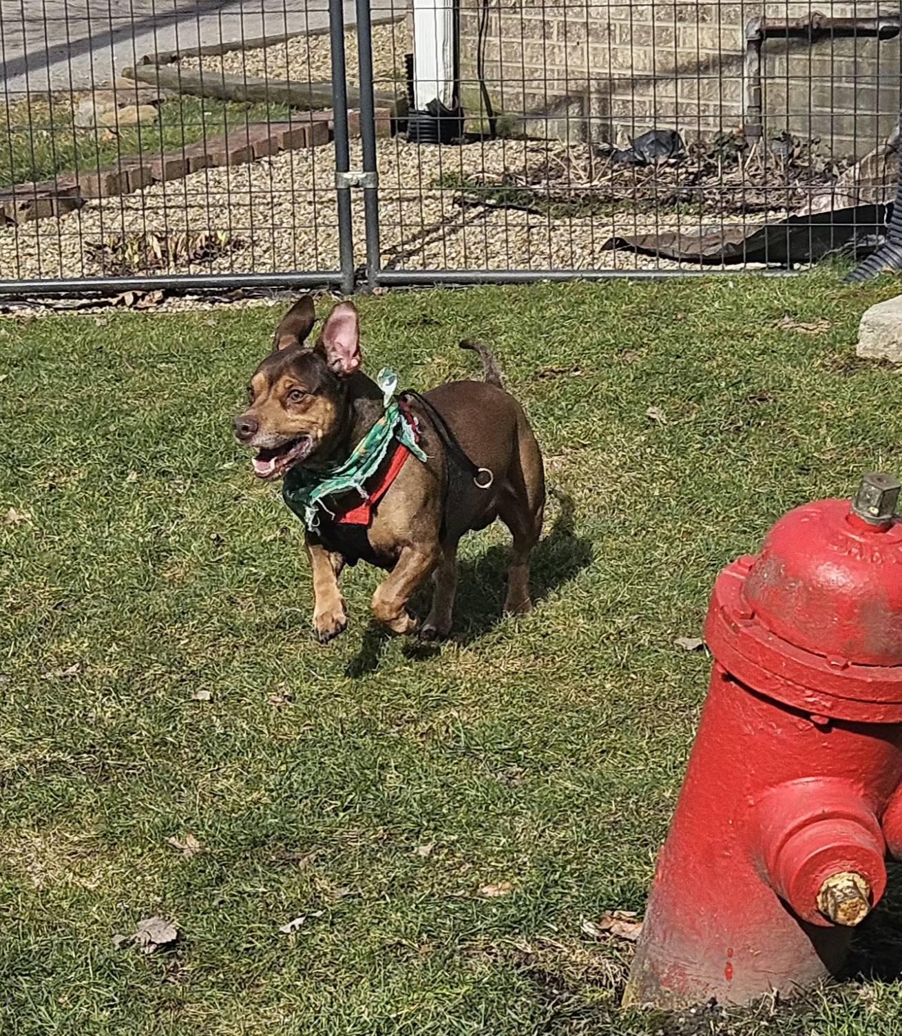 Enlarge Jimmy, an adopted mixed breed in New Castle, PA image 6/6