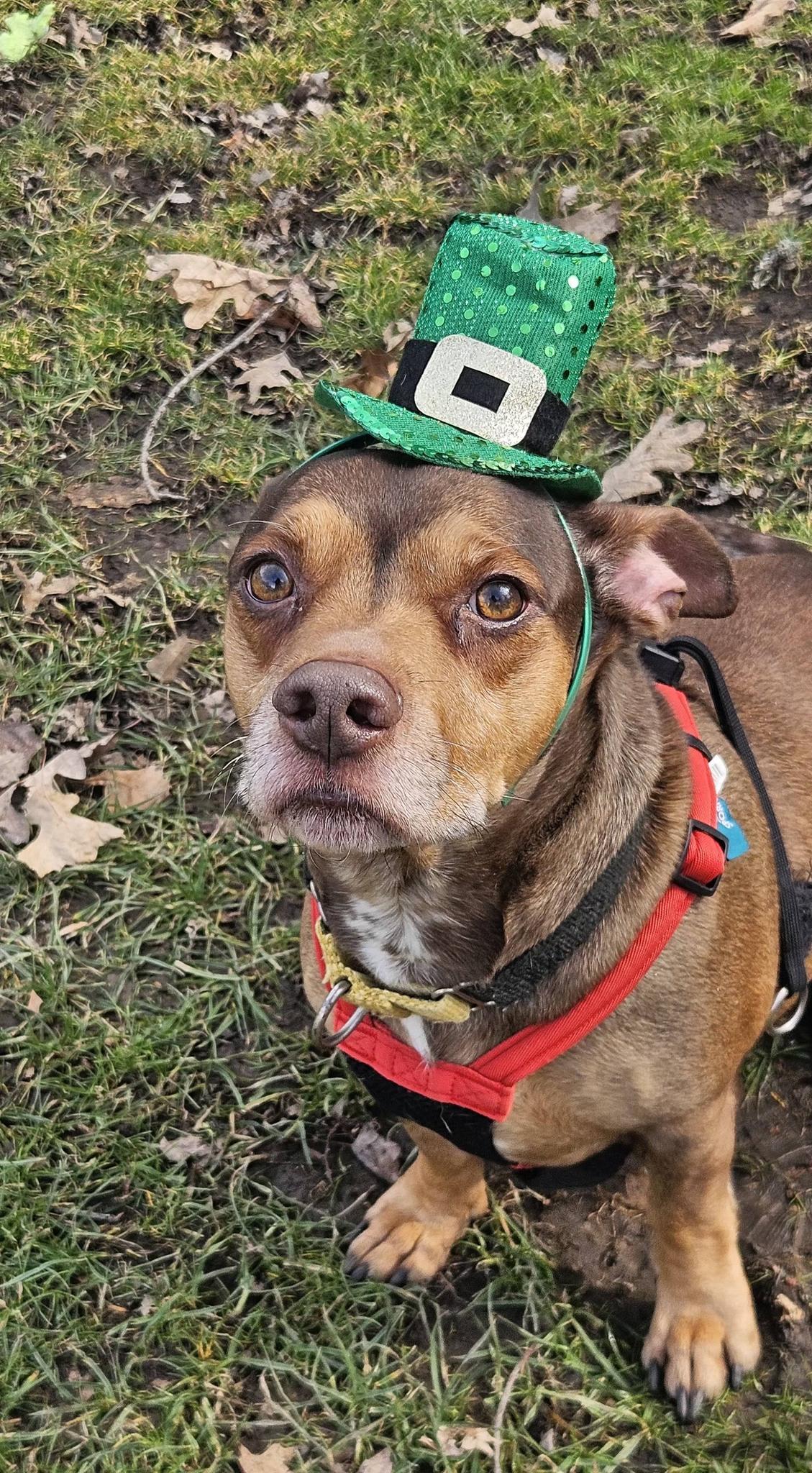 Enlarge Jimmy, an adopted mixed breed in New Castle, PA image 4/6