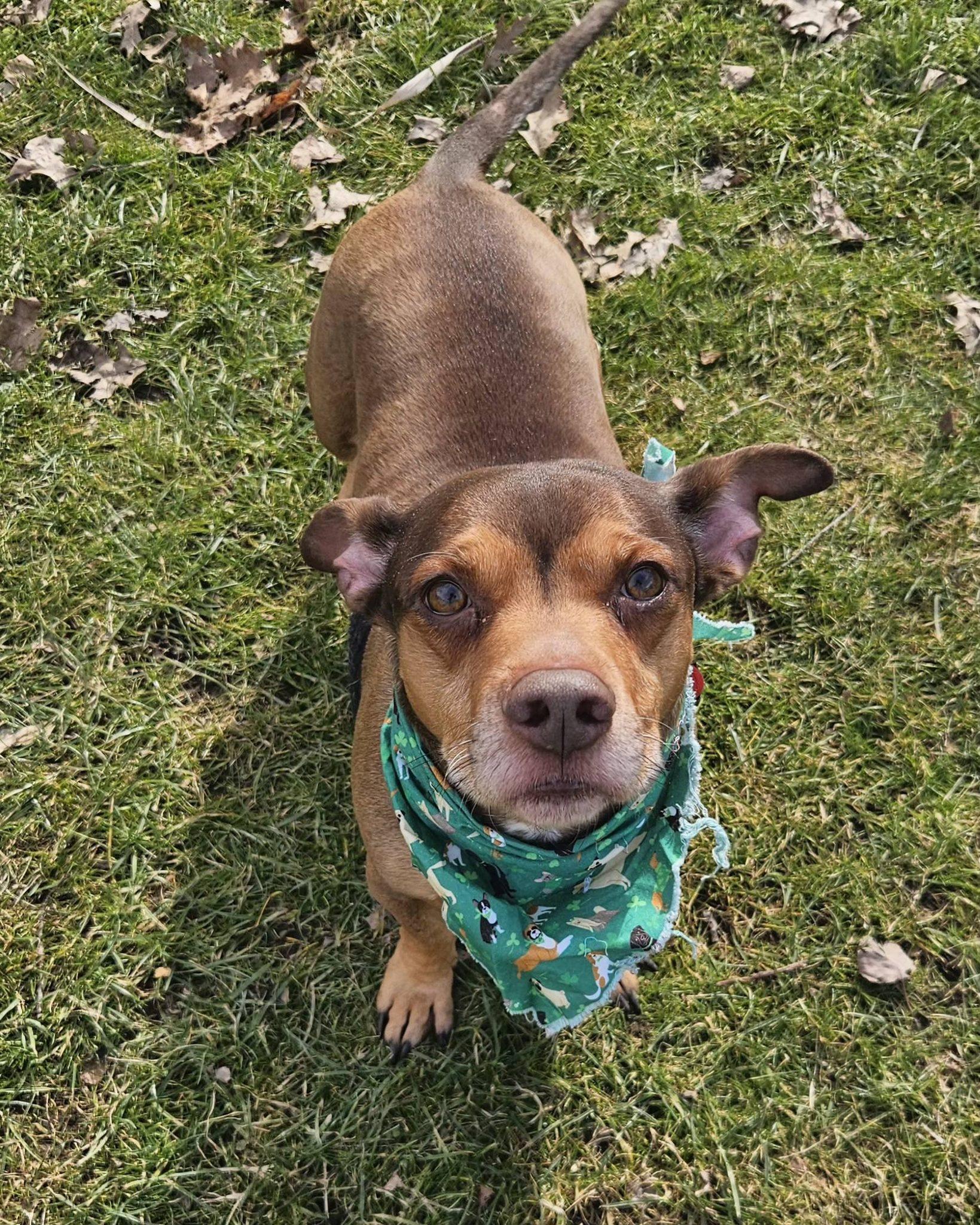 Enlarge Jimmy, an adopted mixed breed in New Castle, PA image 5/6