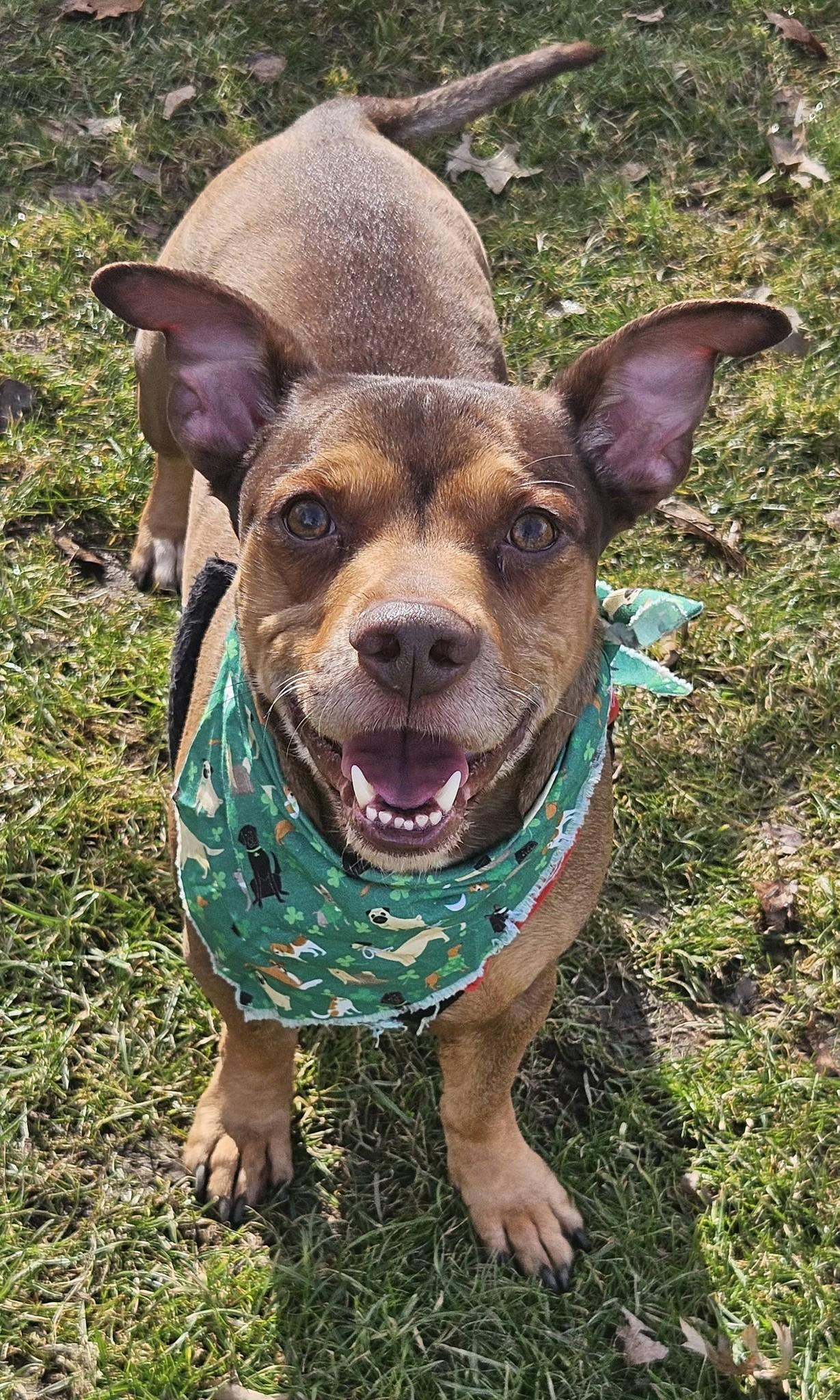 Jimmy, adopted, Adult Male Dachshund.