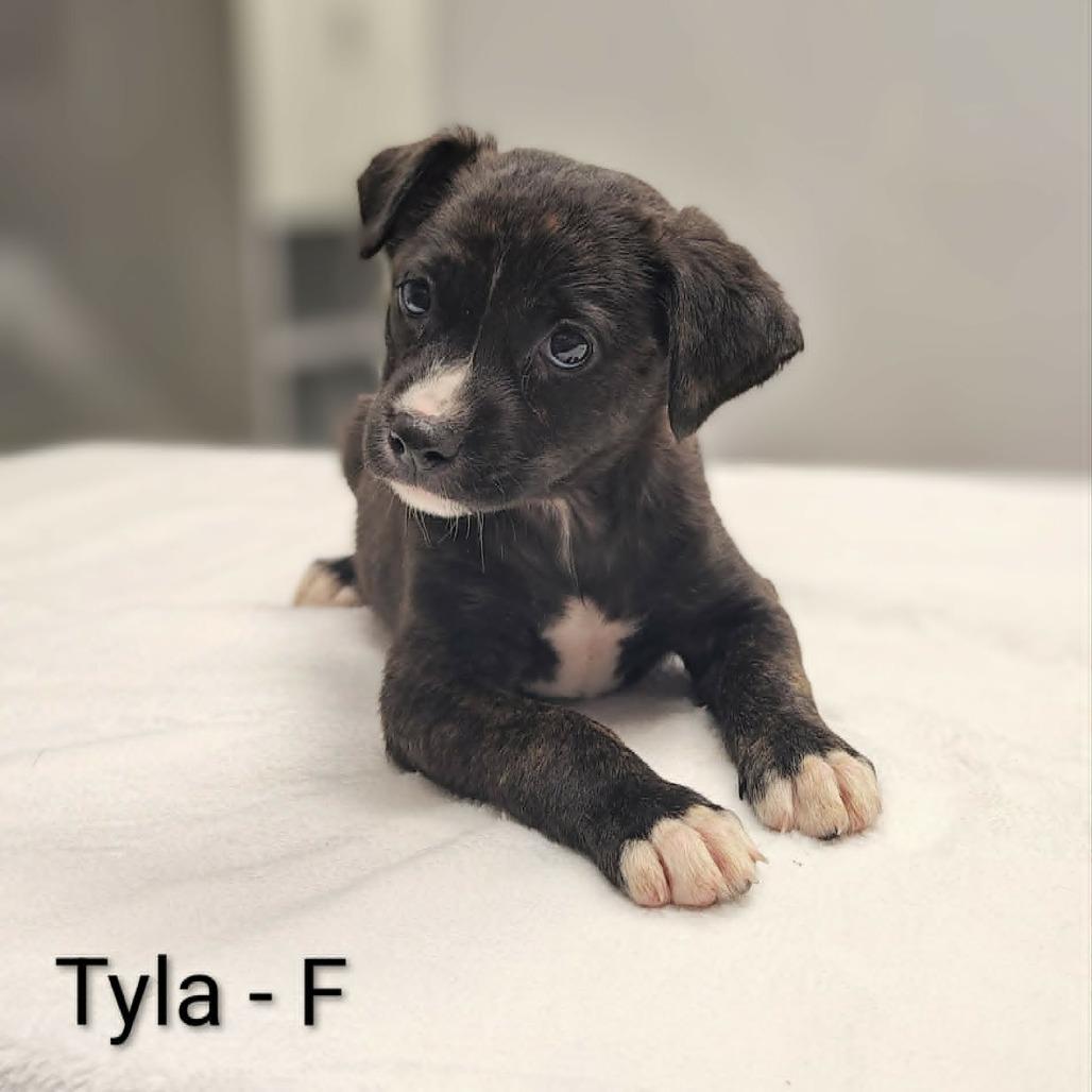 Tyla, Adoptable, Puppy Female Pit Bull Terrier & Chihuahua.