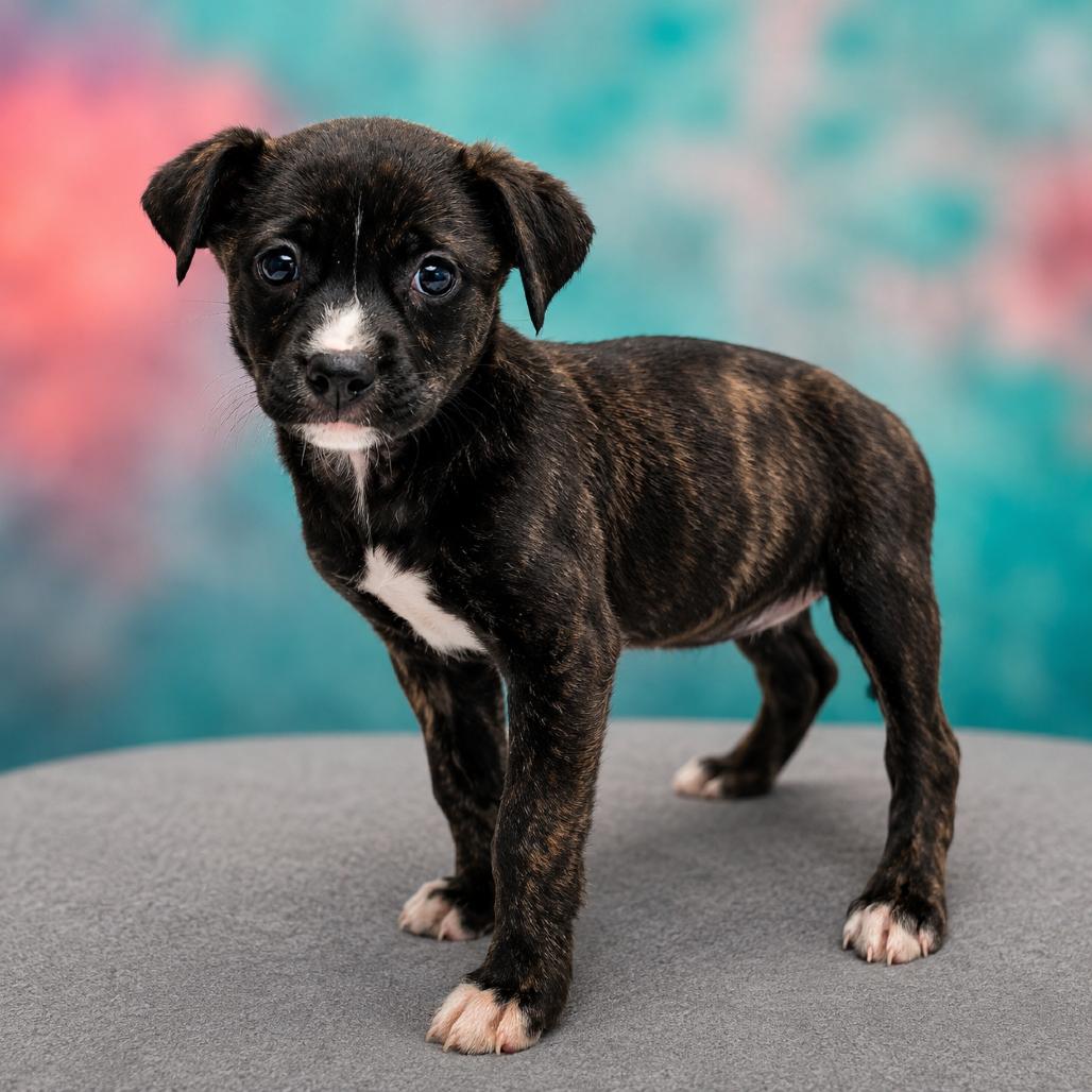 Enlarge Tyla, a Adoptable mixed breed in Griswold, CT image 2/6