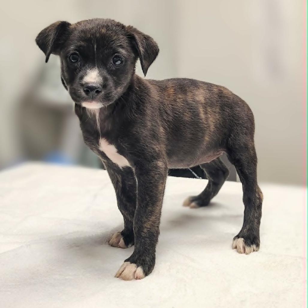 Enlarge Tyla, a Adoptable mixed breed in Griswold, CT image 3/6