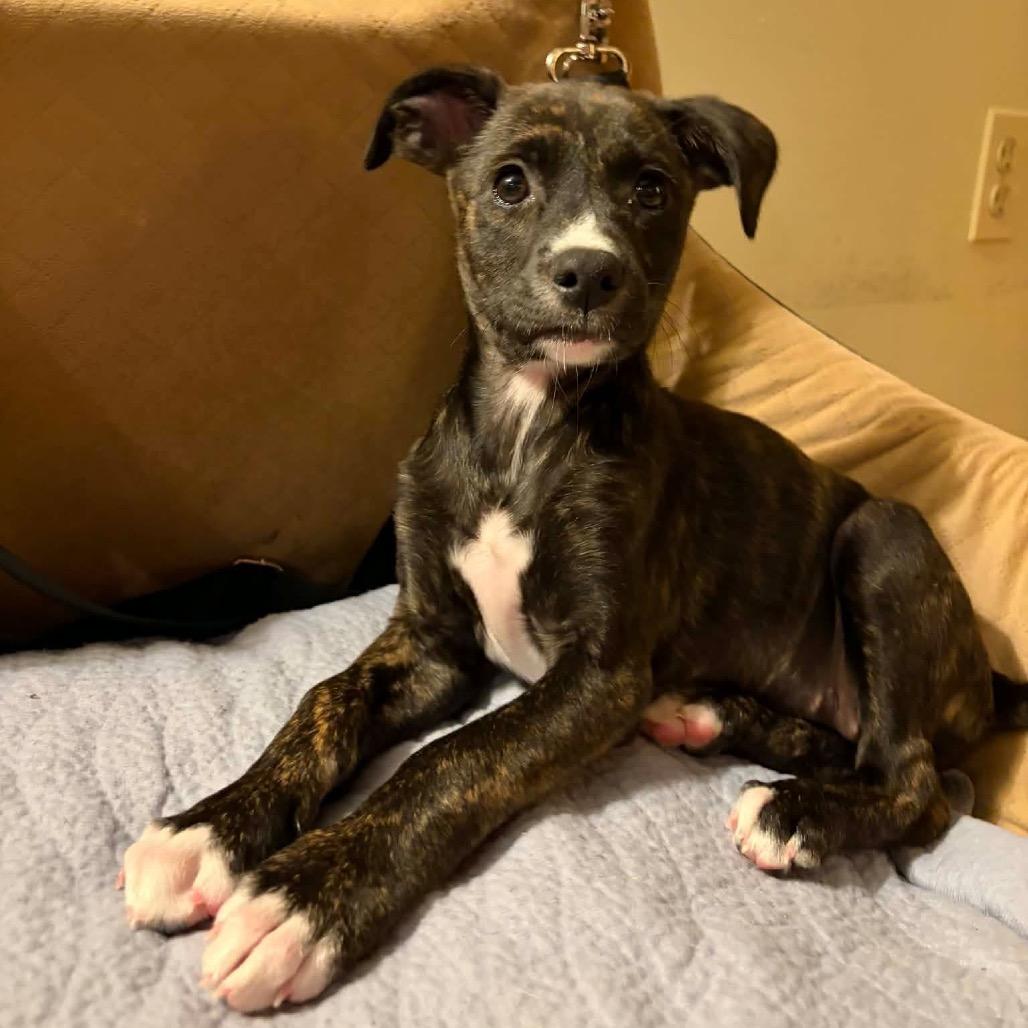 Enlarge Tyla, a Adoptable mixed breed in Griswold, CT image 4/6