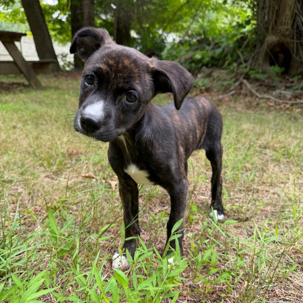 Enlarge Tyla, a Adoptable mixed breed in Griswold, CT image 5/6