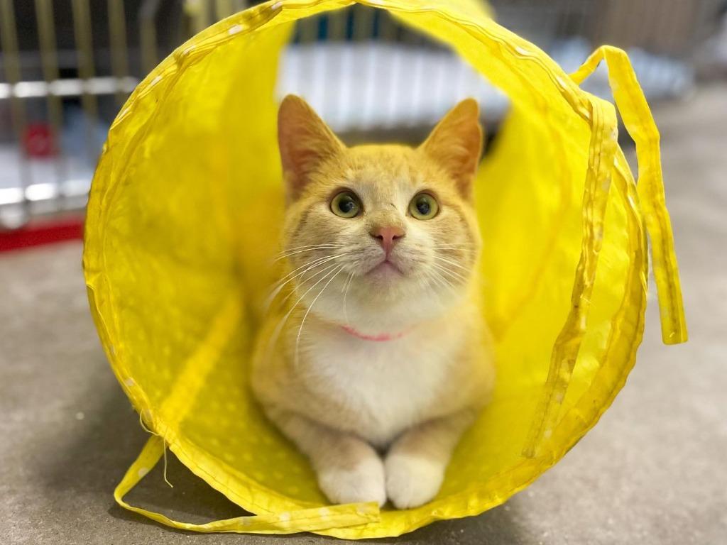 Fawn, adopted, Adult Female Domestic Short Hair.