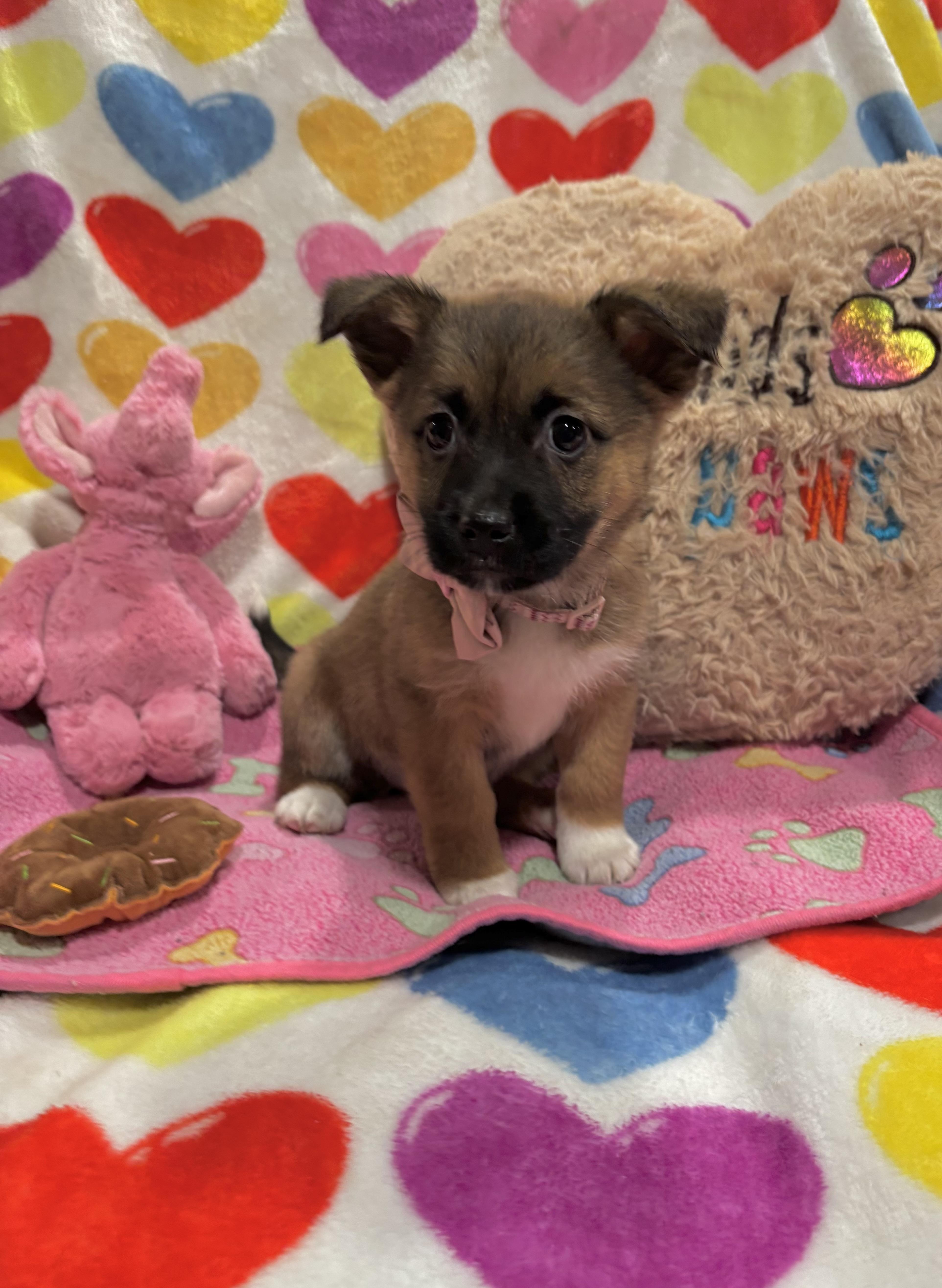 Enlarge Mocha, a ADOPTABLE mixed breed in Foster, OR image 4/6