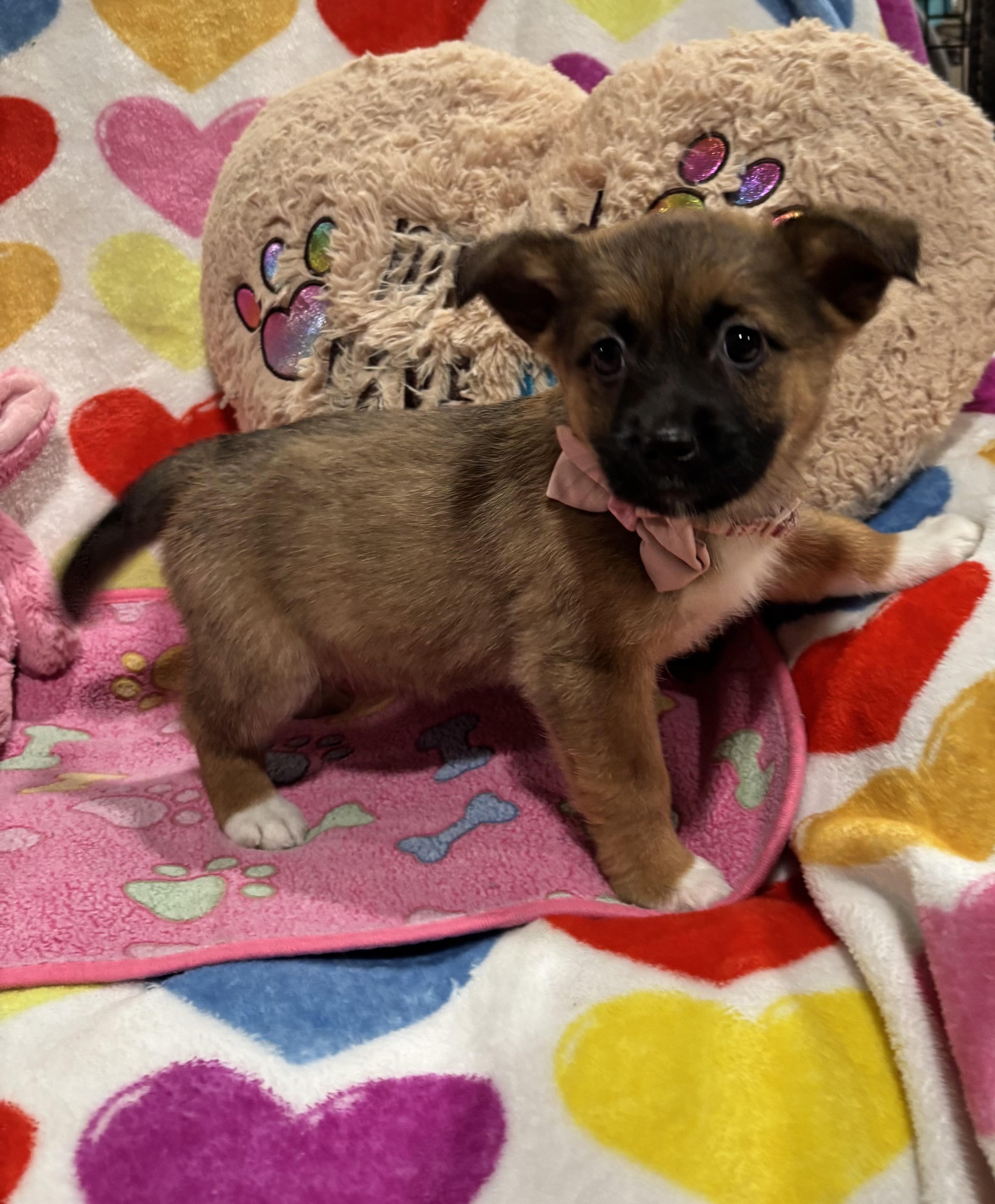 Enlarge Mocha, a ADOPTABLE mixed breed in Foster, OR image 6/6