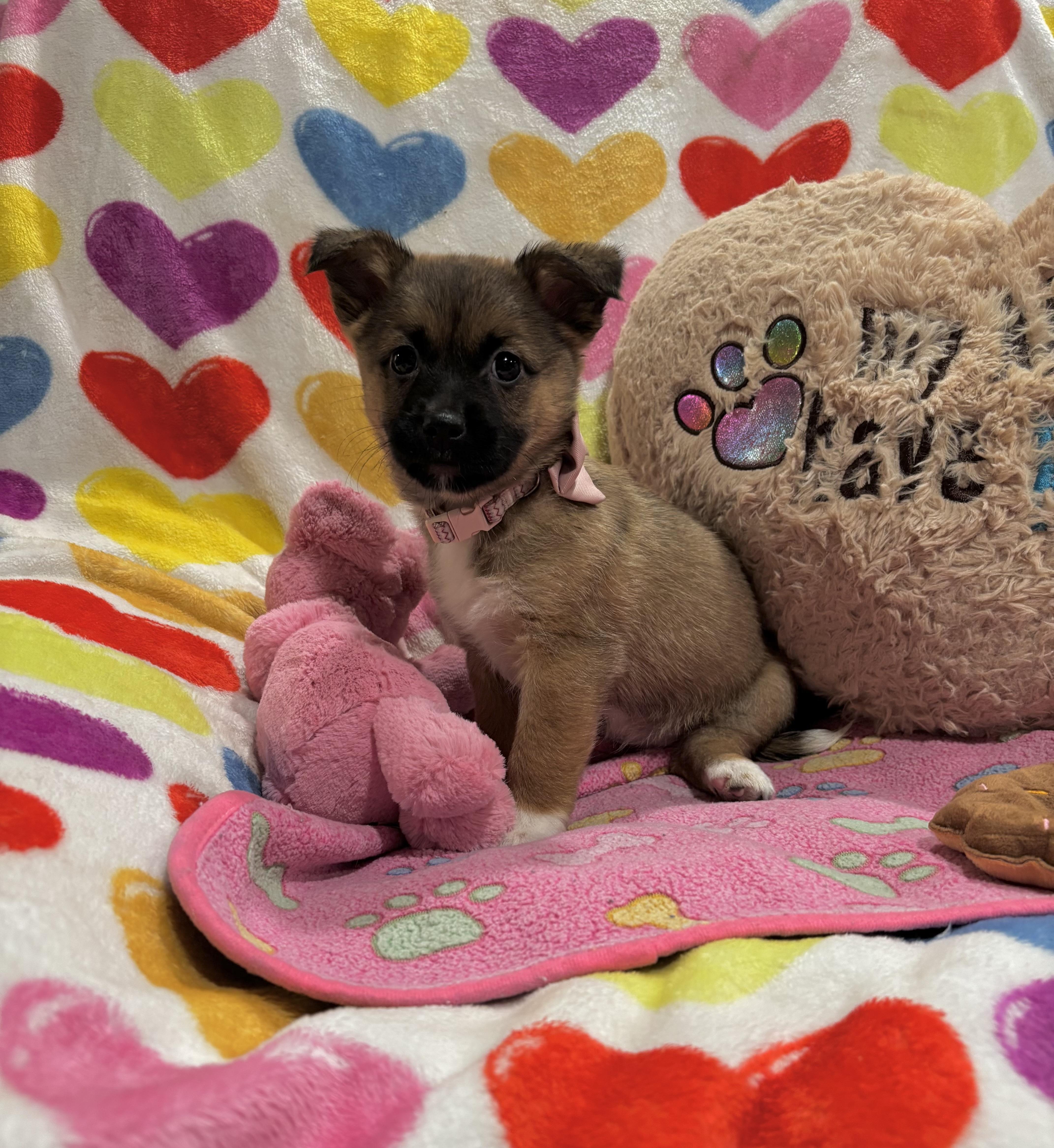 Mocha, ADOPTABLE, Puppy Female Shepherd & Corgi.