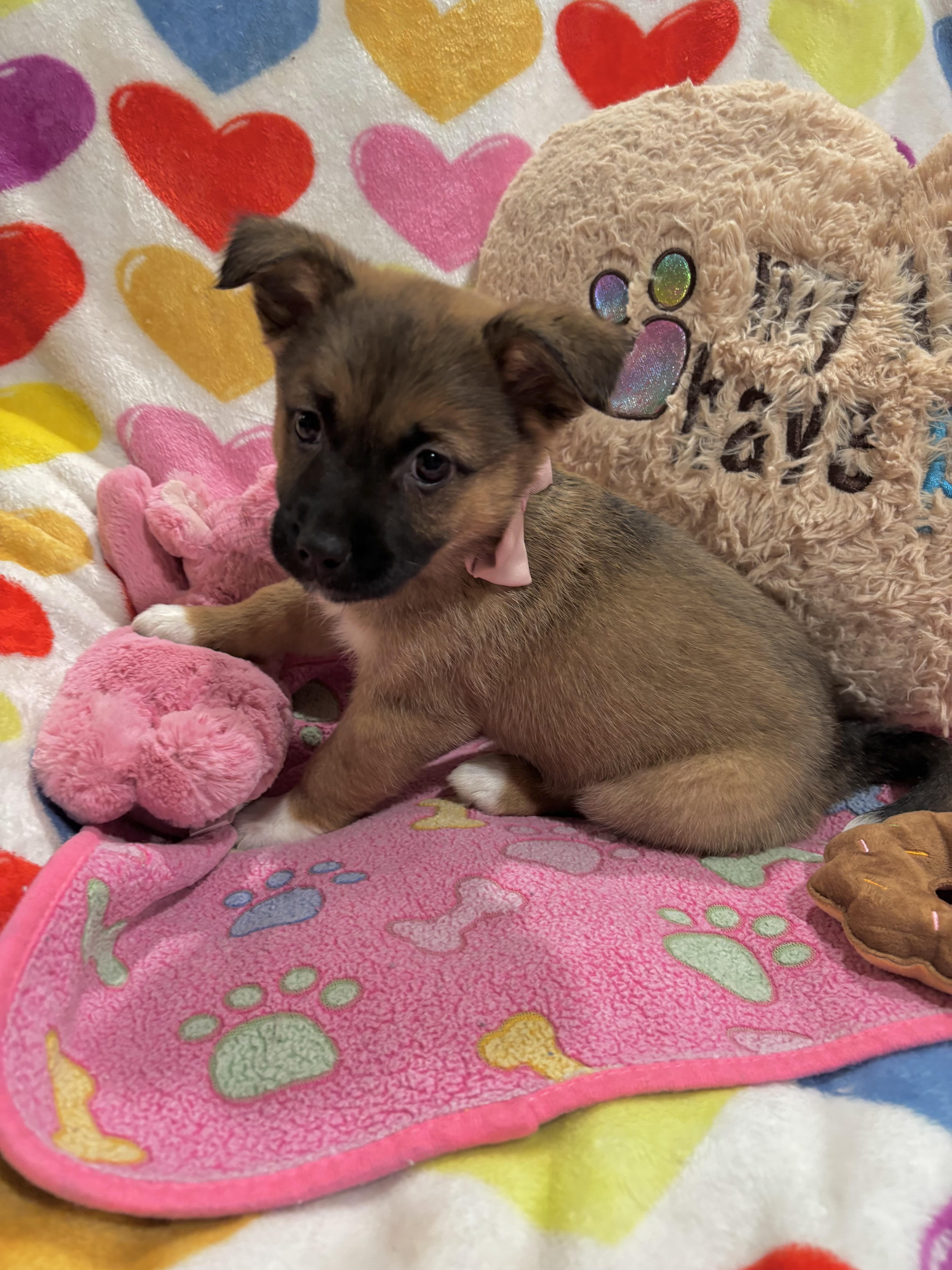 Enlarge Mocha, a ADOPTABLE mixed breed in Foster, OR image 3/6